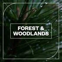 Blastwave FX Forest and Woodlands WAV-FANTASTiC