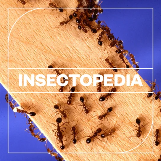 昆虫音效 – Blastwave FX Insectopedia WAV-FANTASTiC