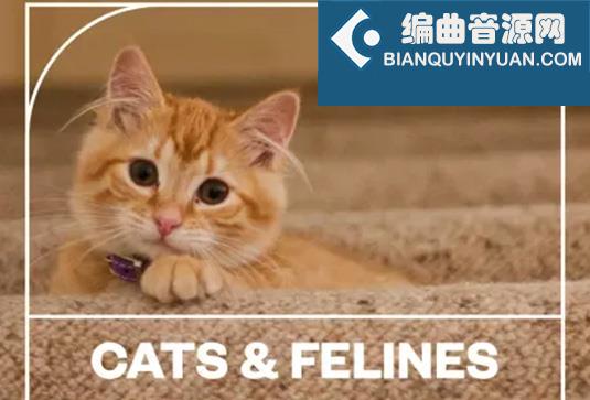 猫科动物音效 Blastwave FX Cats and Felines WAV