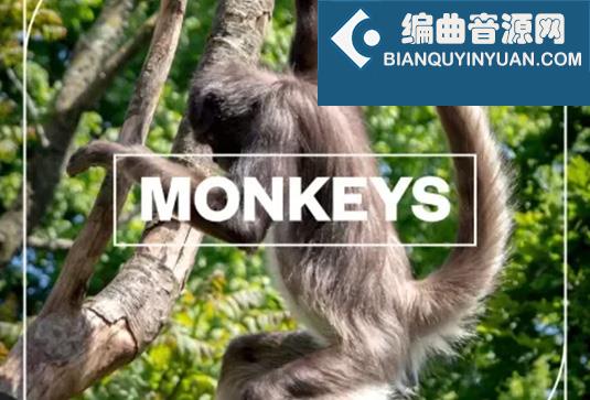猴子音效包 Blastwave FX Monkeys WAV
